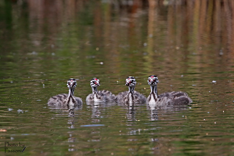 Aramis, Athos, Porthos e d''Artagnan!